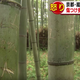 Image for article titled Tourists Are Ruining Kyoto's Scenic Beauty